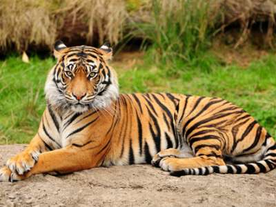 Wildlife